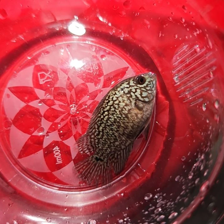 罗汉鱼鱼苗！！！！！！！！！
