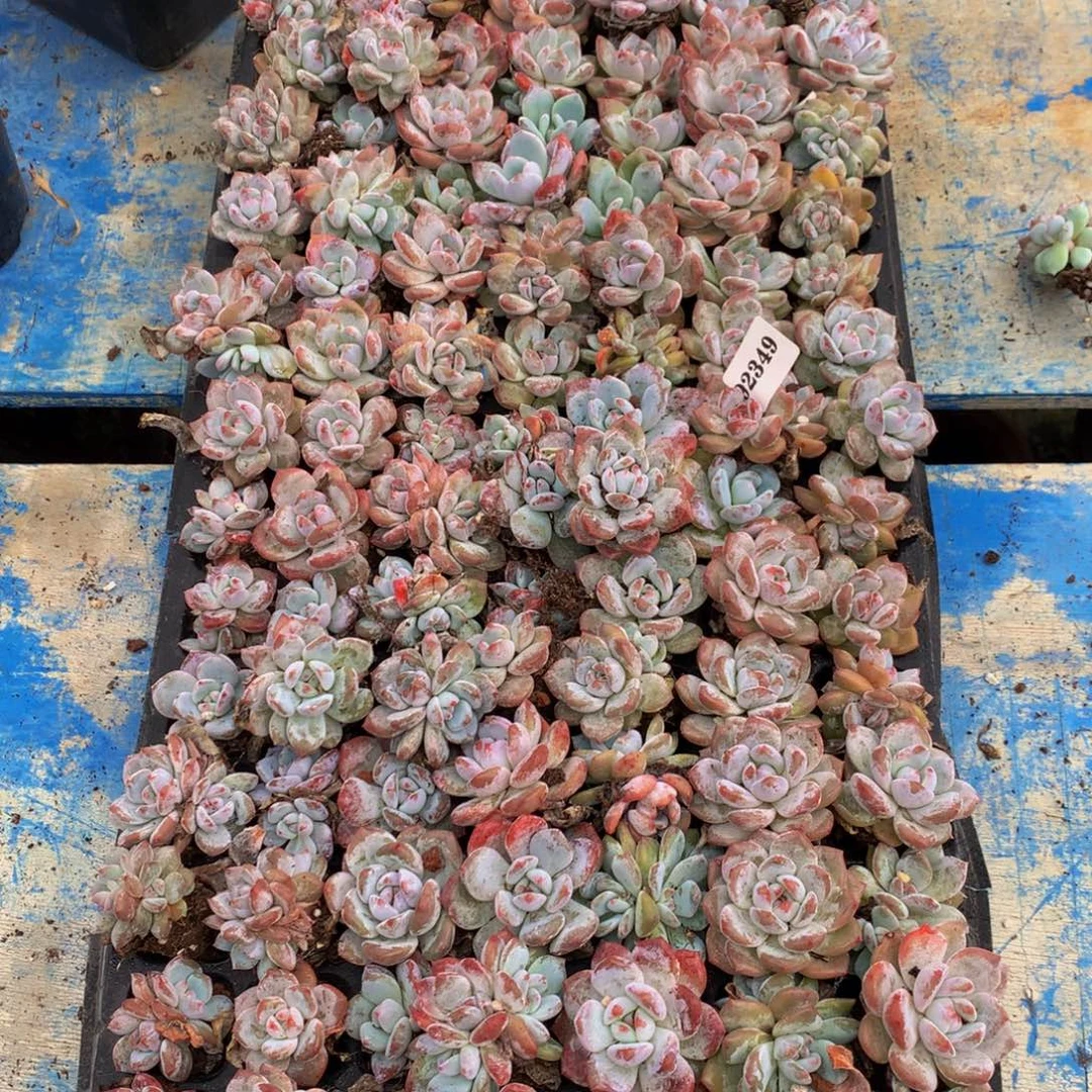 92349一整盘100个左右嗯嗯嗯