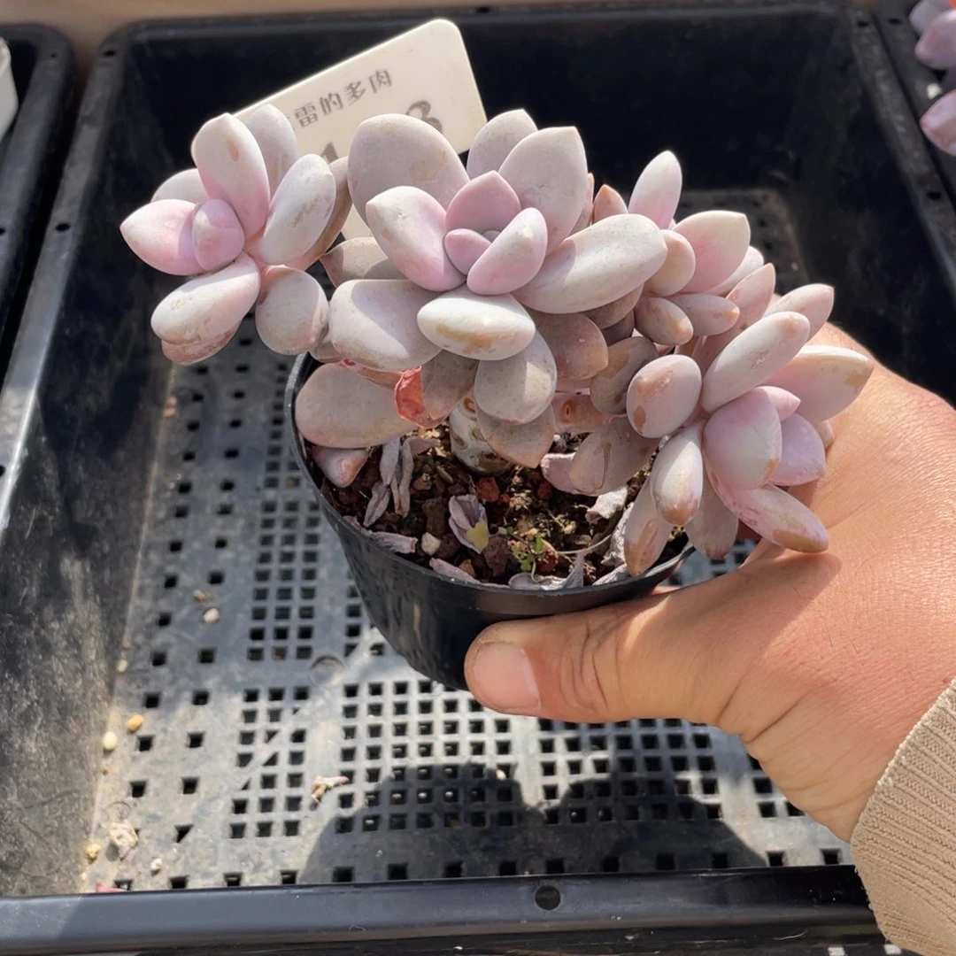 193桃霜不带盆12厘米