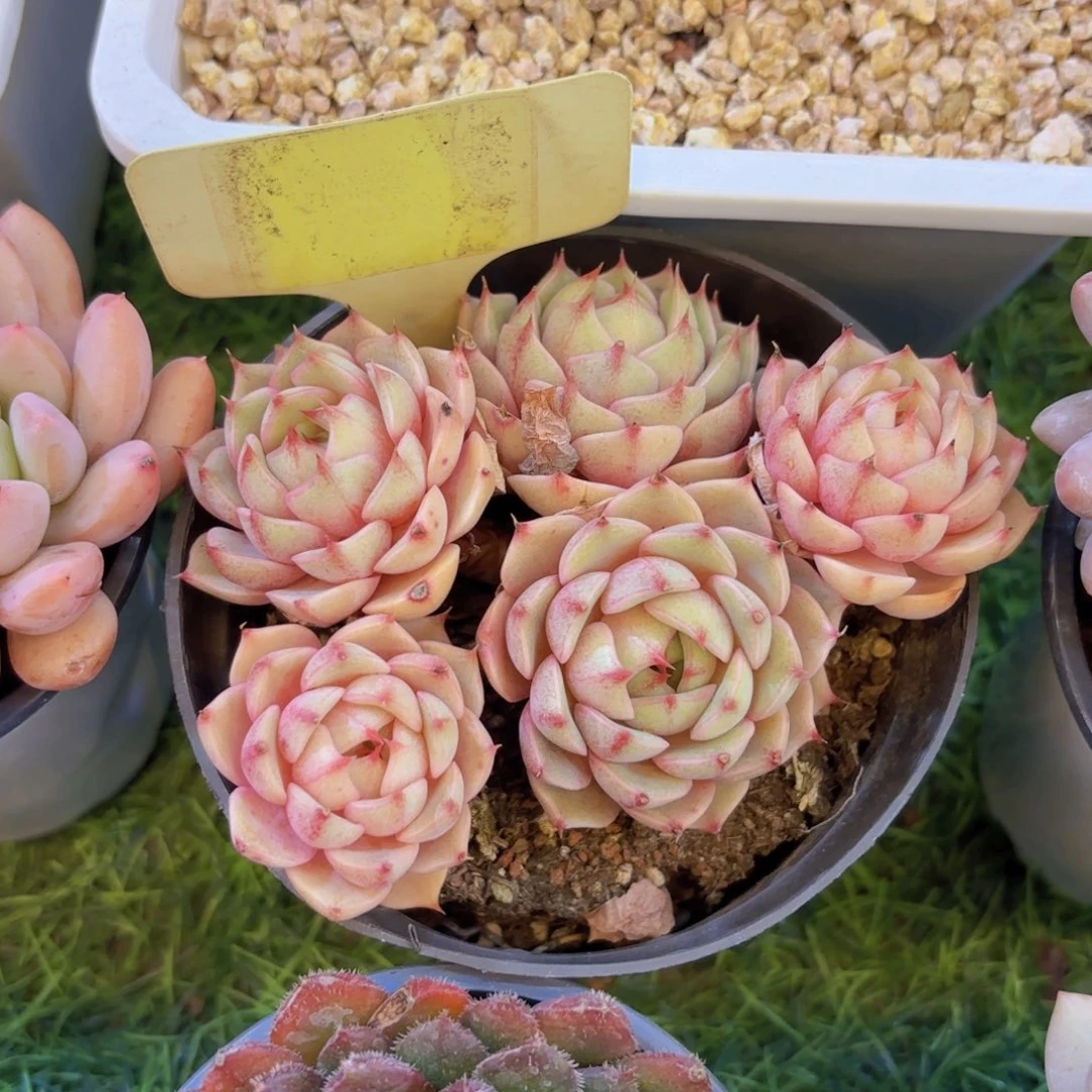 多***6云南金致家精品多肉