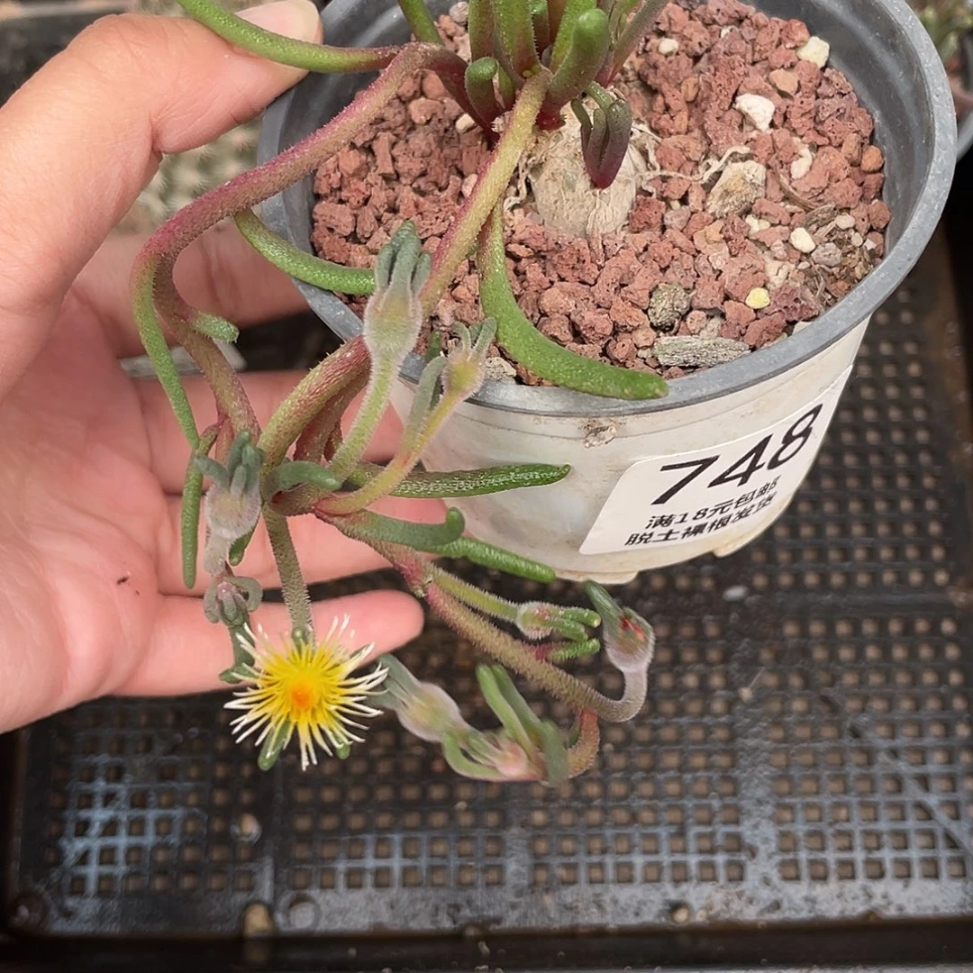 748淡青霜（满18元包邮）