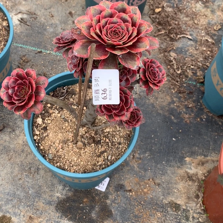 用***6636初恋多肉植物特价