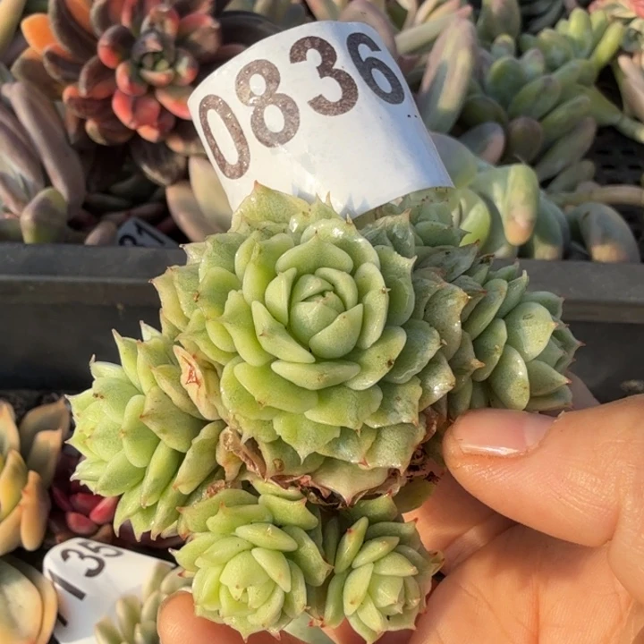 无根多肉植物满18包邮当场凑单不满单隔天发顺丰到付