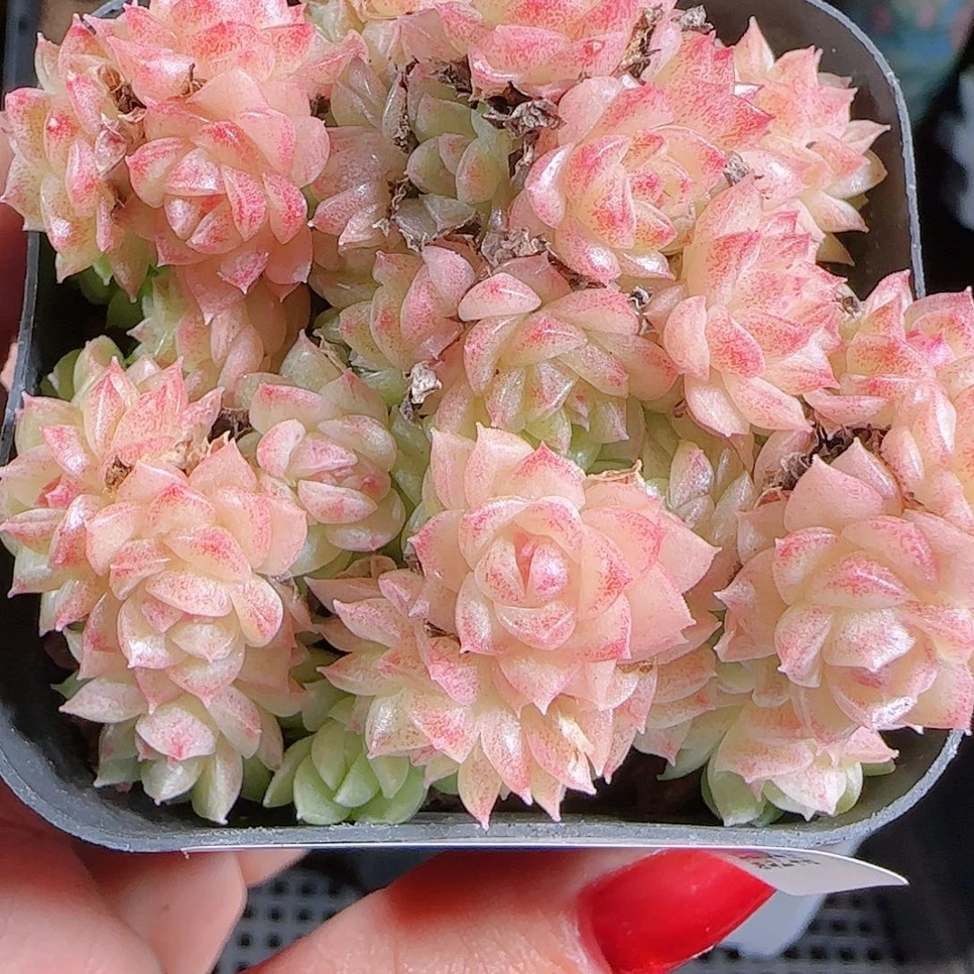 1101–-484麦秆优选不包整