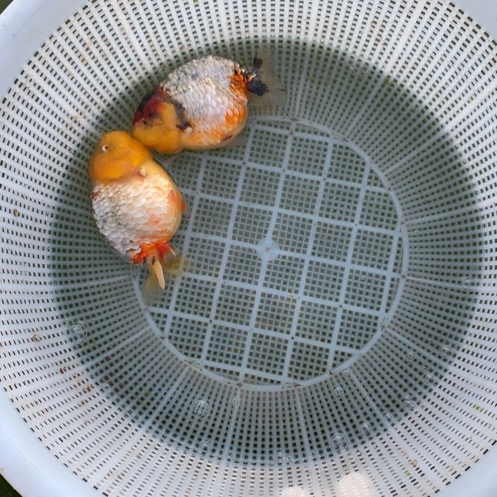 丁***喵金鱼特色兰寿麒麟