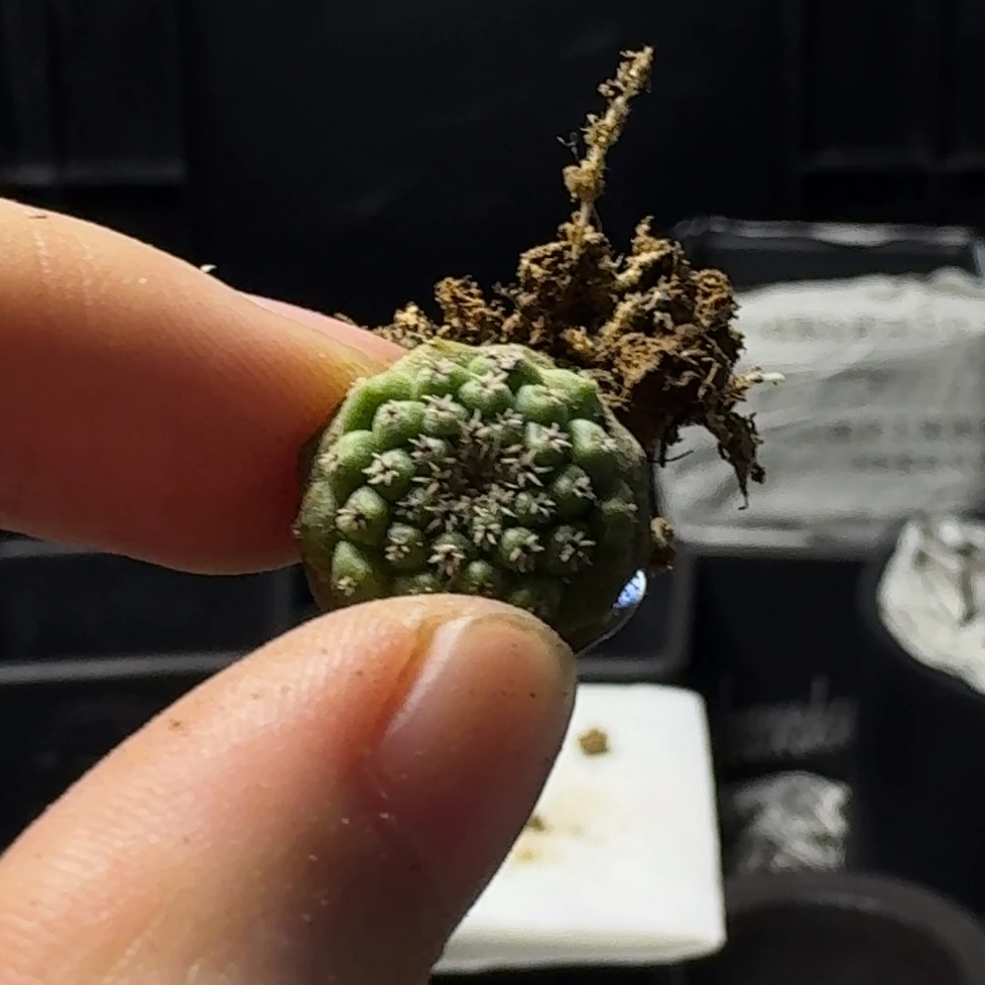 166实生欧货赤花菊水