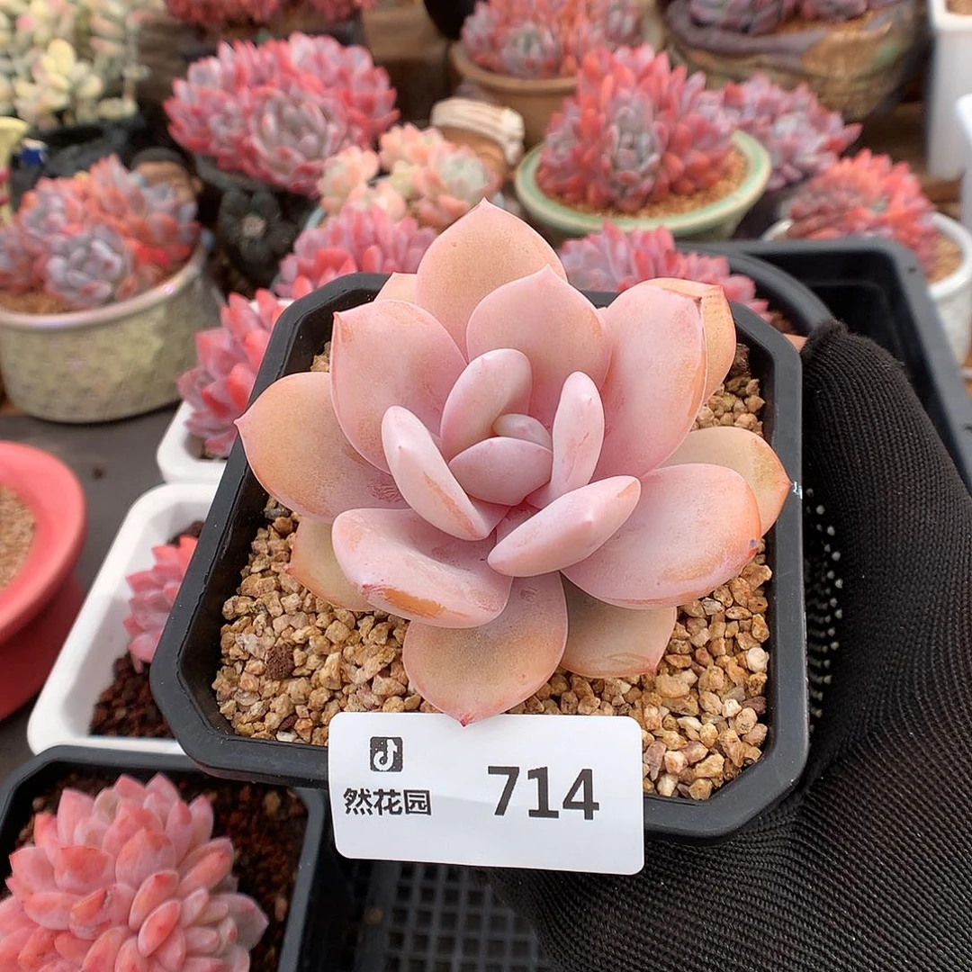 714奶茶多肉植物666
