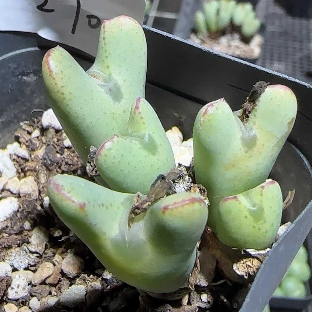 270号，少将，18包邮