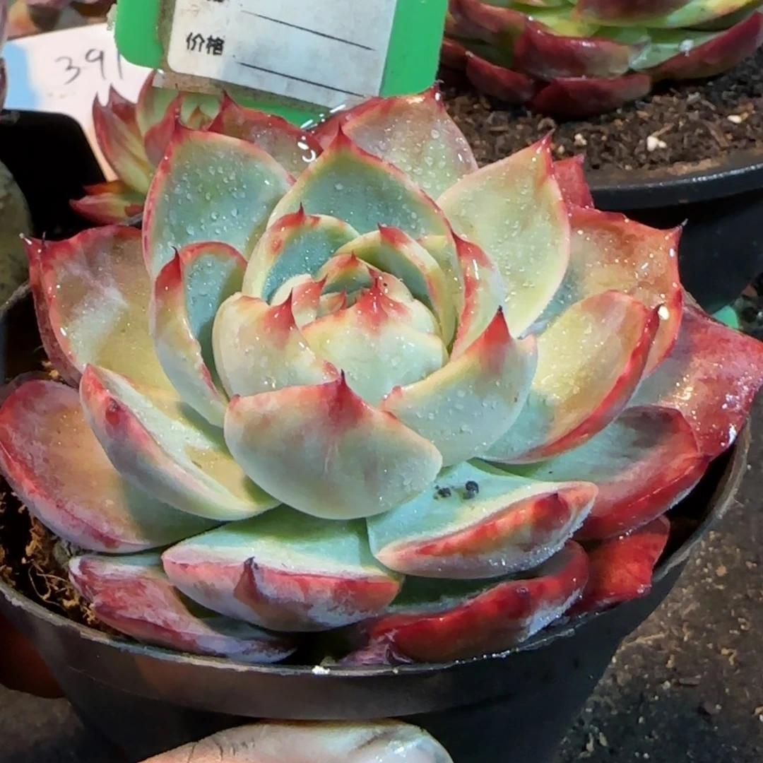 惊鸿一物一拍包装收缩花旱954