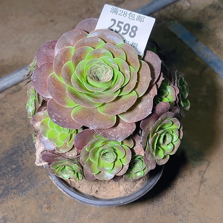 2598魅金玫瑰多肉植物