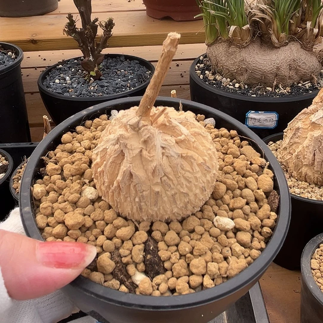 汤圆植物龟甲箩魔