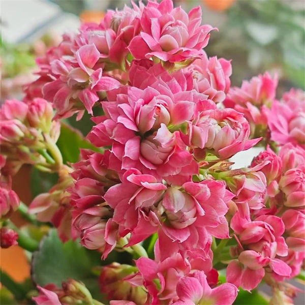 【桃韵 11cm盆】重瓣大花