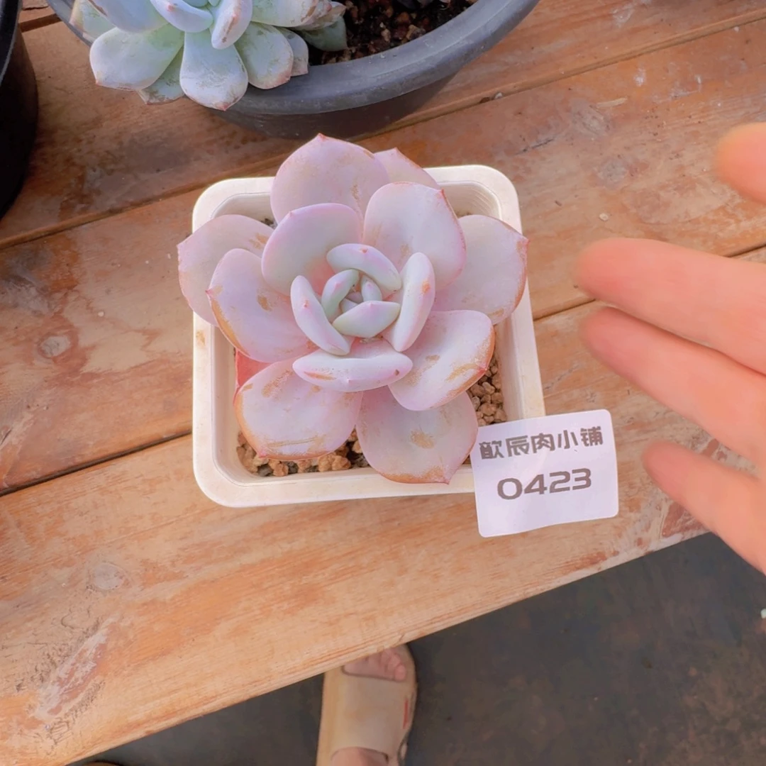 多肉植物奶茶0423
