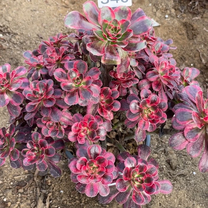 无花朵540多肉植物香奶奶