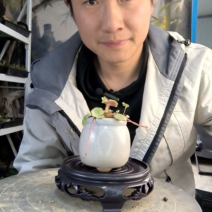 六**.小盆景小植物一物一拍109
