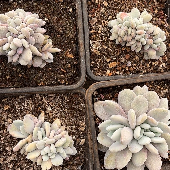 粉兔缀尾货（拍满18发货、偏远地区不包邮）