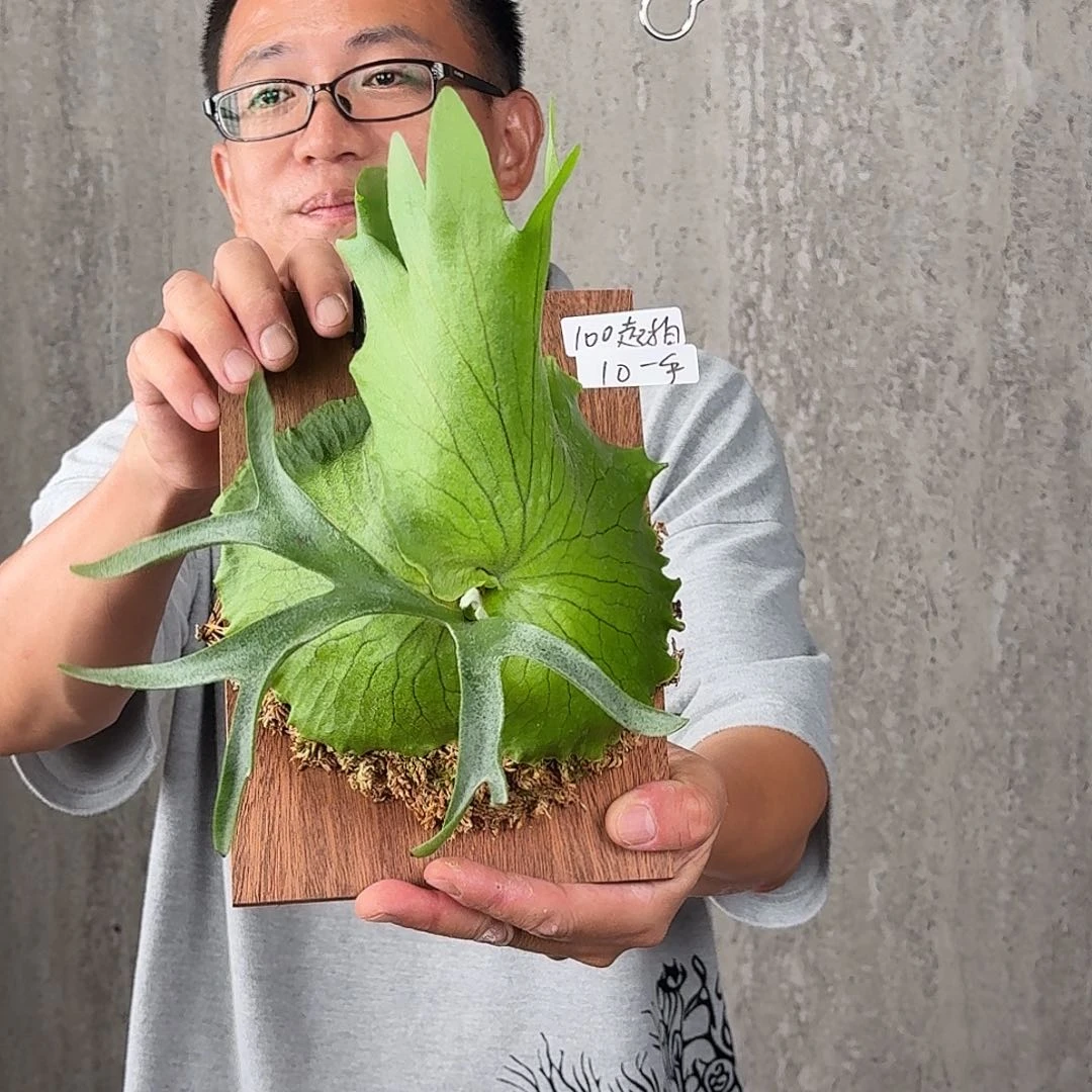 无花朵绿植绿植绿植绿植