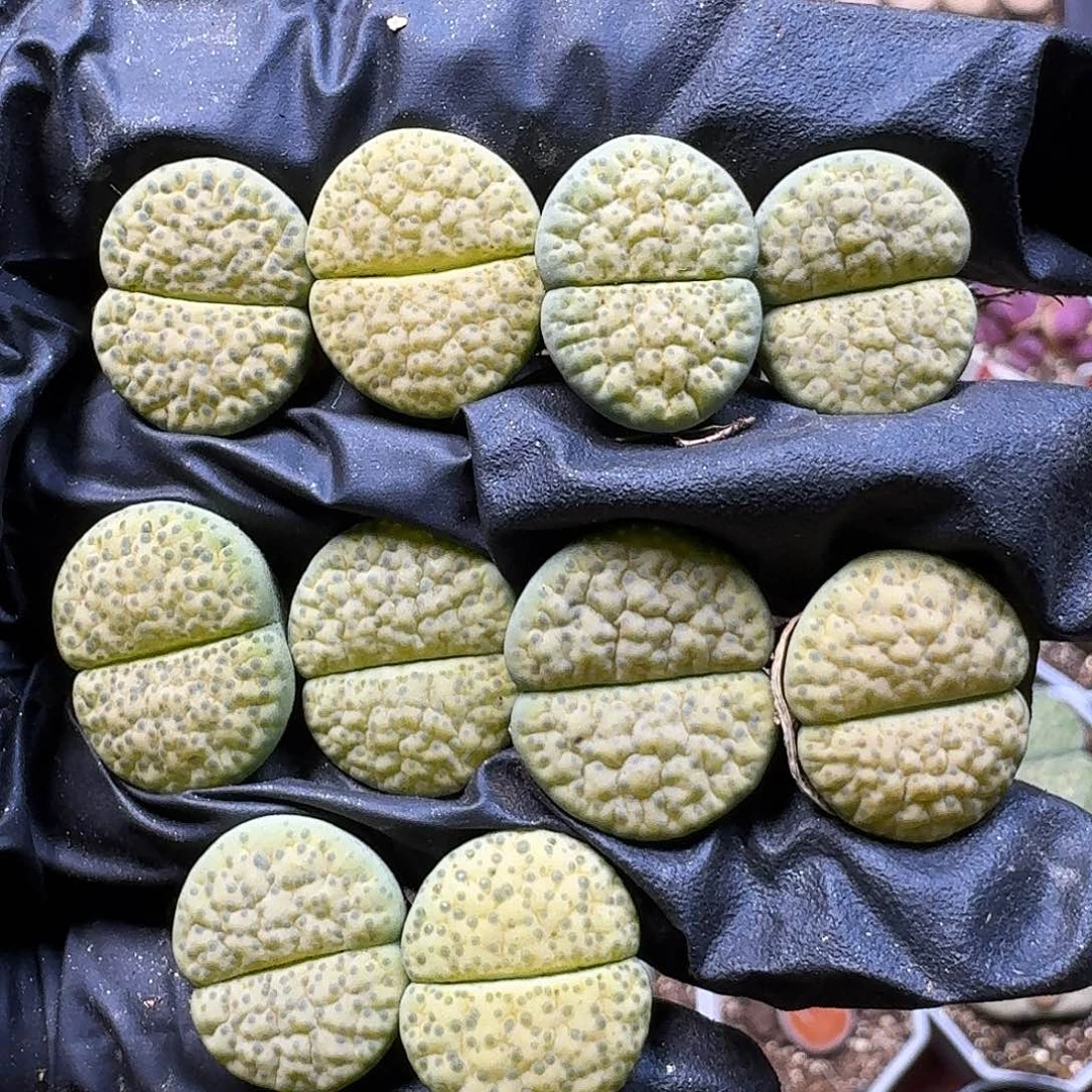 生石花11111。   315