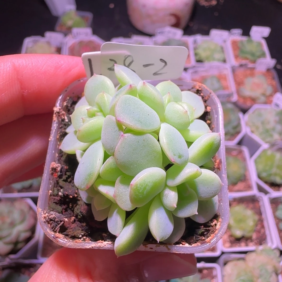 波***花甜心荔枝四头群生不包整28-2