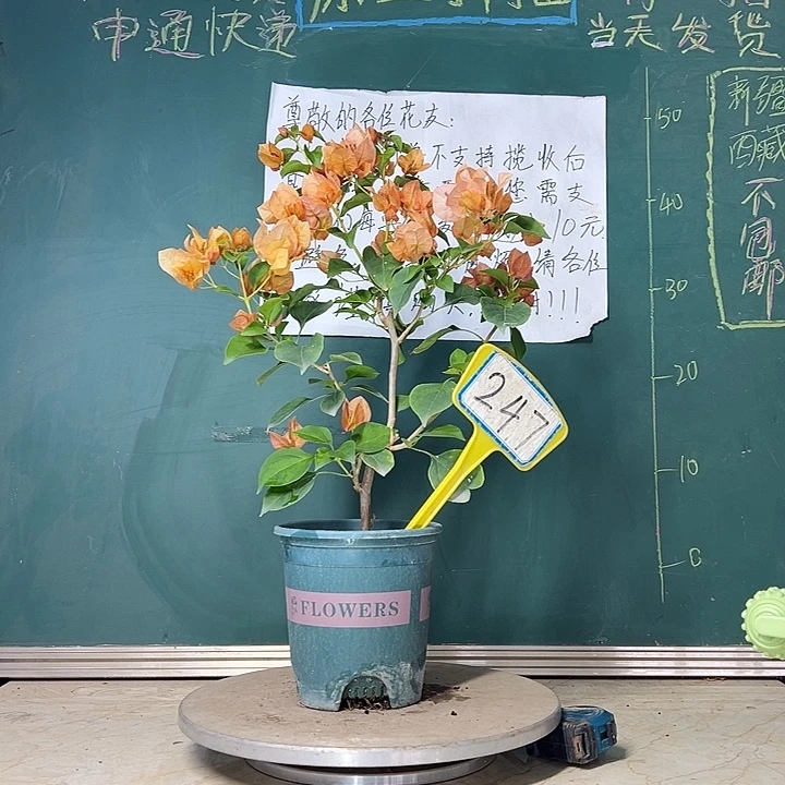 当前无花栽培后可以开花 落日 247