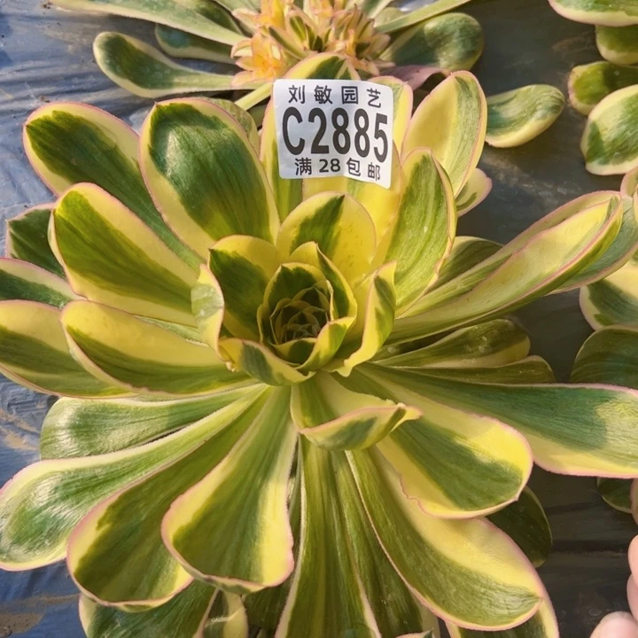 燕姿锦多肉植物法师2885