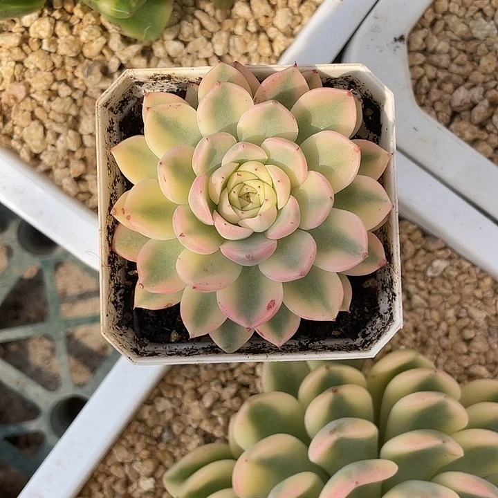 花螺锦一物一拍锦龙