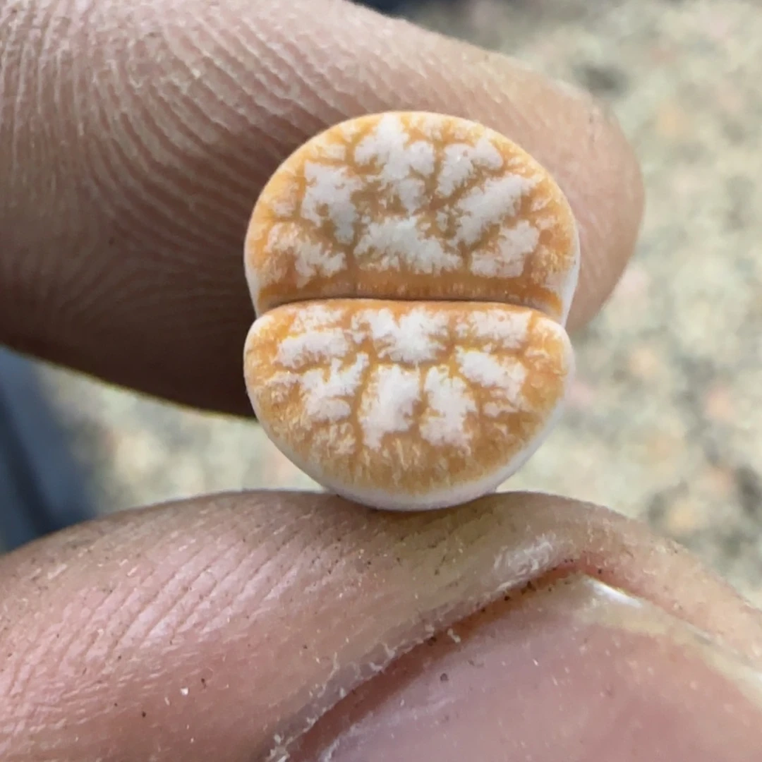632 生石花大棚直播