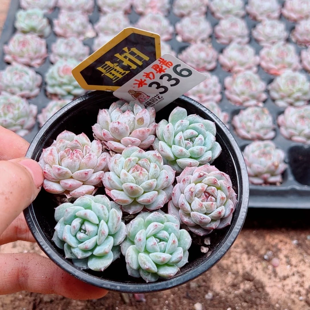 当前无花朵，栽培后可花朵