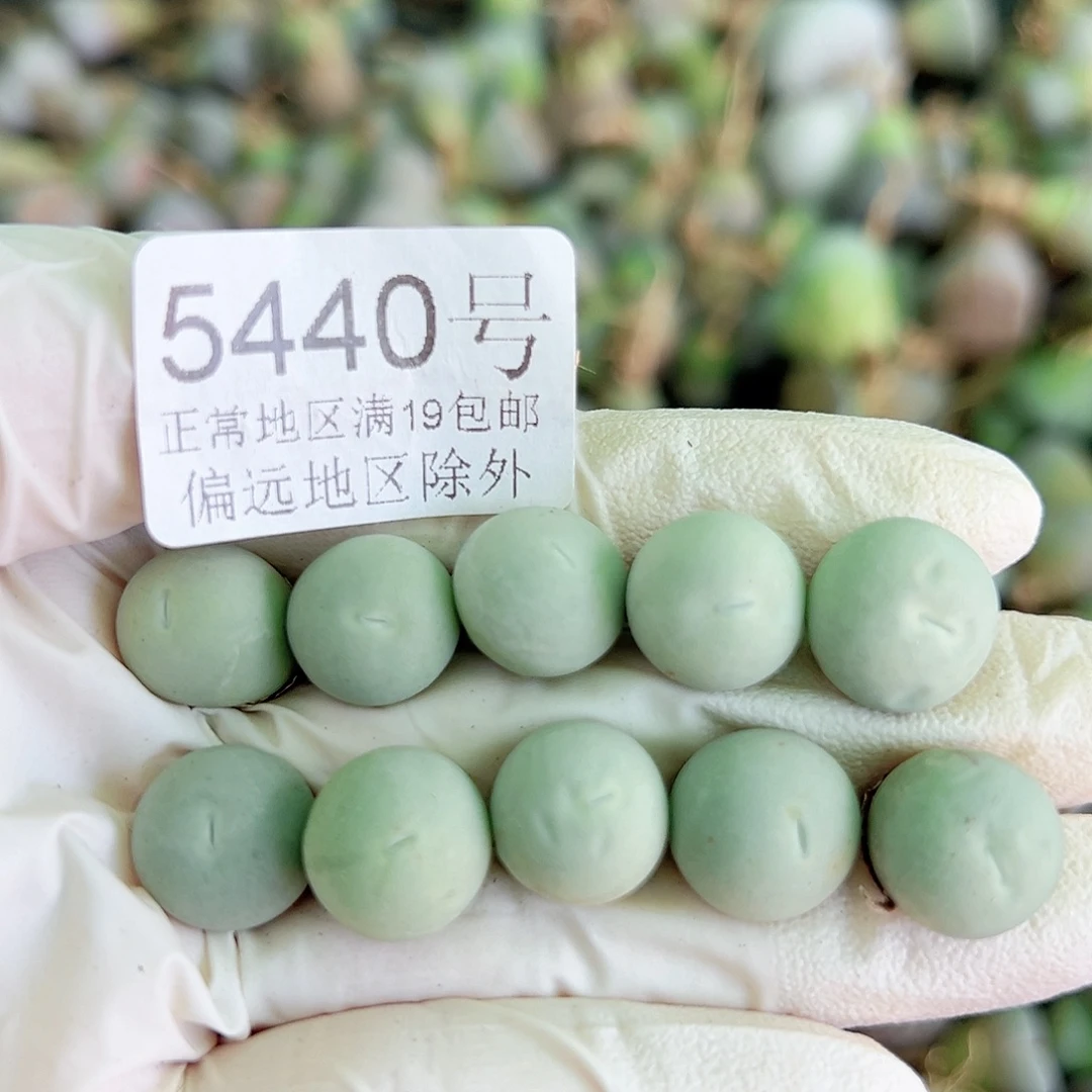 5440两年鸽子蛋10个1cm左右比较小特价