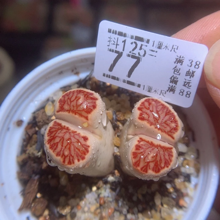 精品生石花125.77