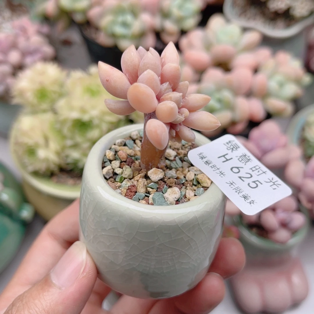 625 醉美人 带陶瓷盆发货 满28包邮