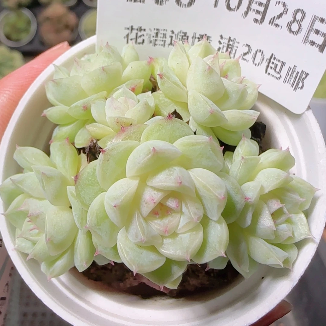 花语逸镜1028-208散