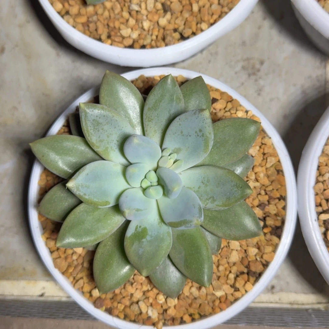 黄胖体 哥特 单头 一物一拍