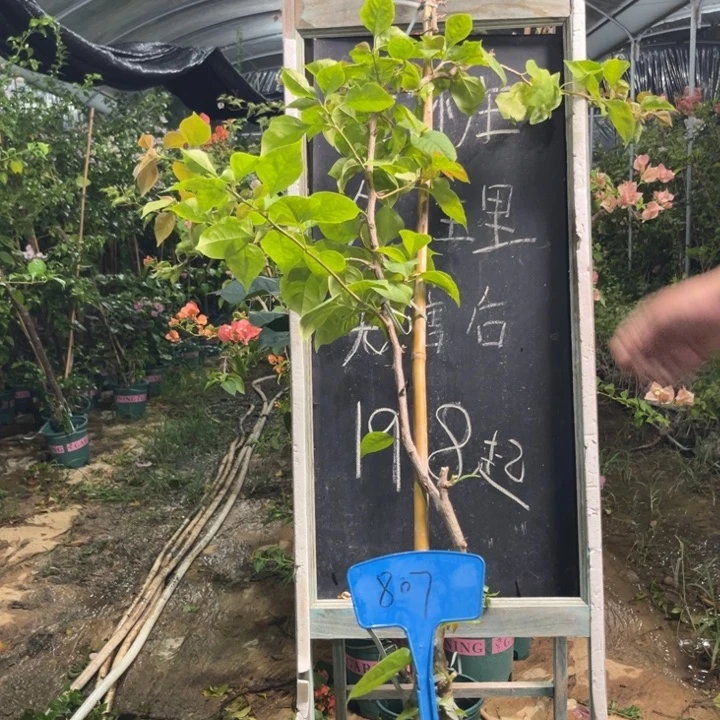 无花朵三角梅三角梅807