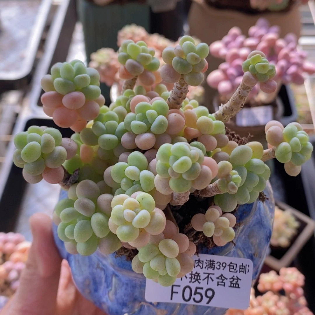 花朵鱼子酱老桩8cm059多肉植物