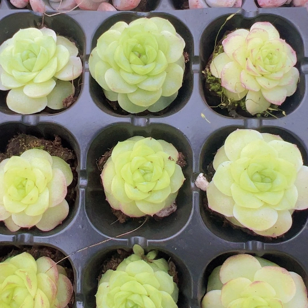 化水麦秆3颗19包邮多肉