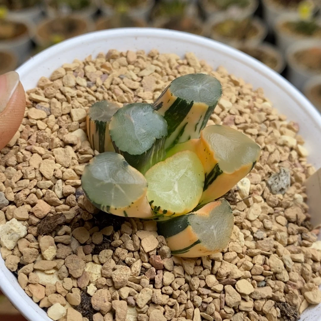 1号山之翠万象锦多肉