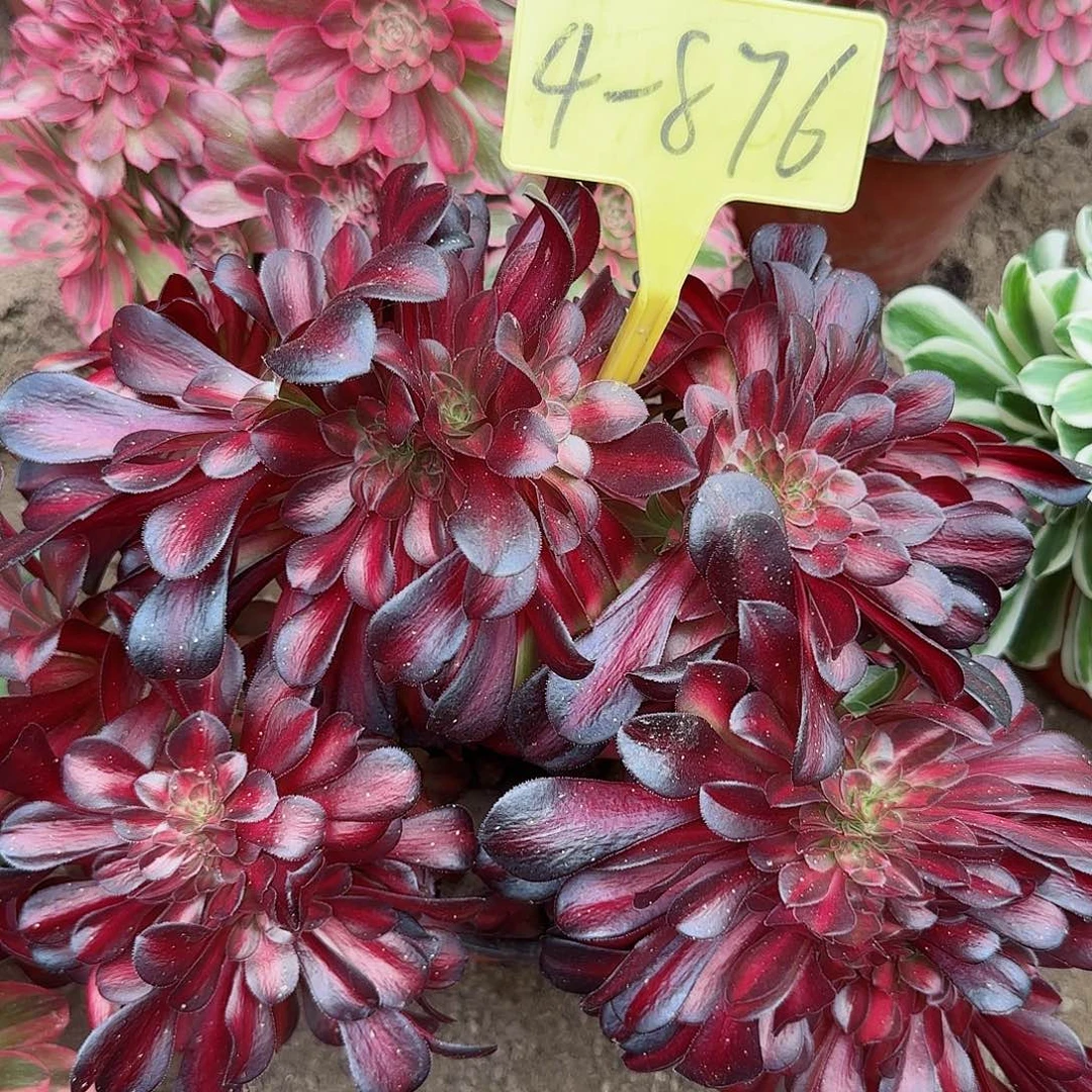 4-876---多头多肉植物