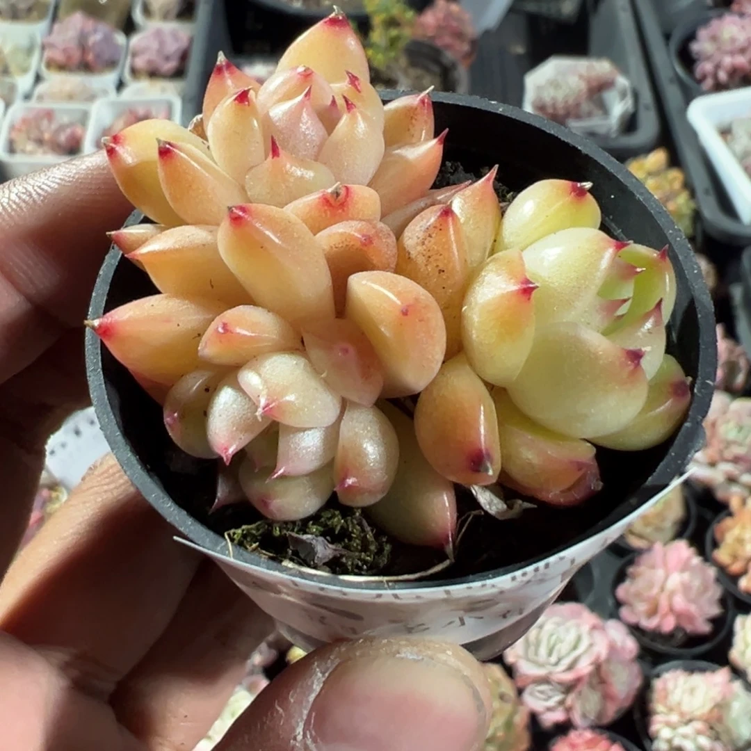 631号珍妮三头群一物一拍满18包邮