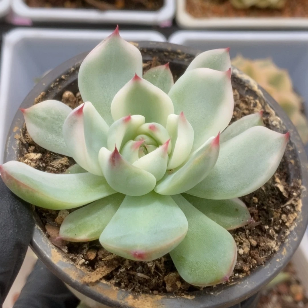 571锦锦锦锦锦锦锦