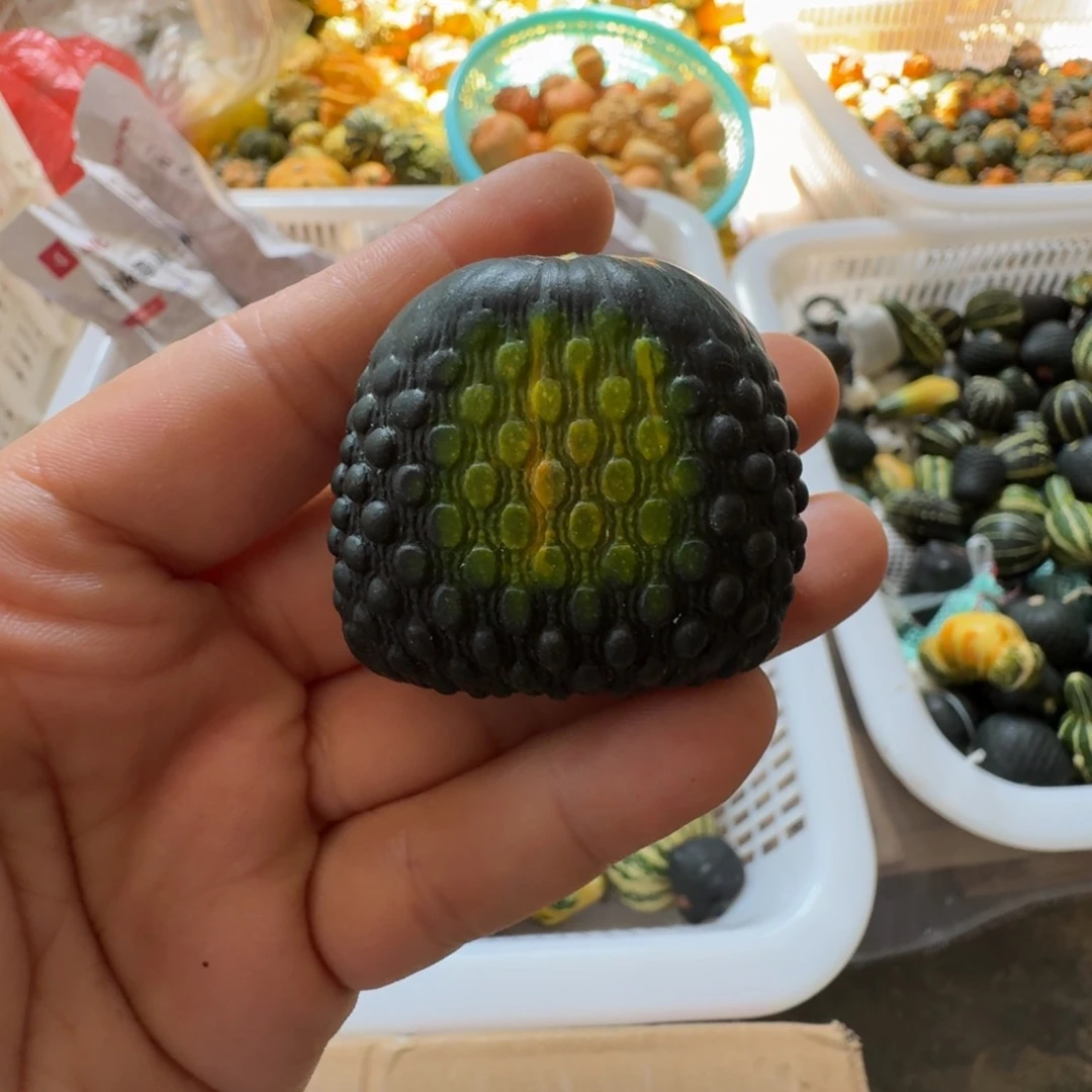 A****o青皮葫芦不退不换