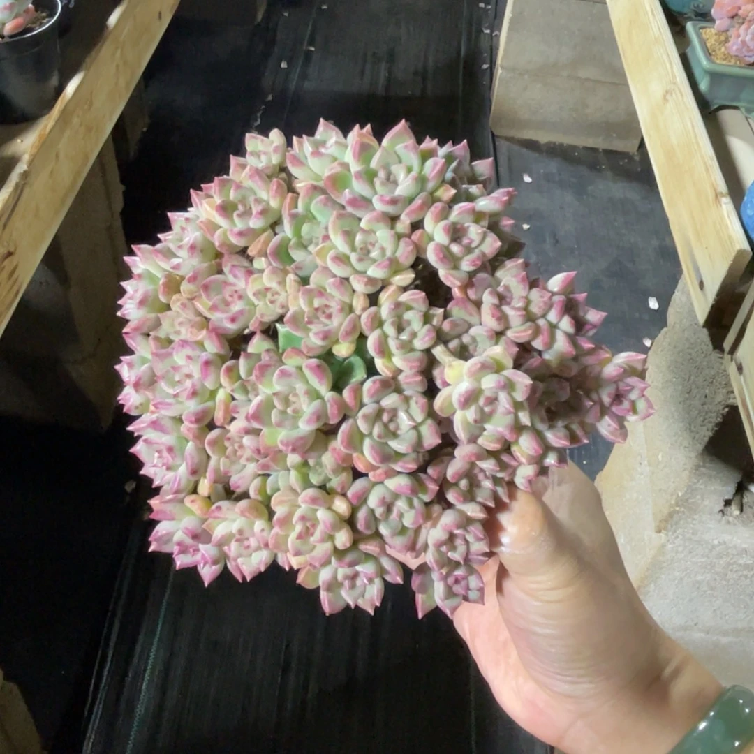 璀璨 一物一拍不支持退换