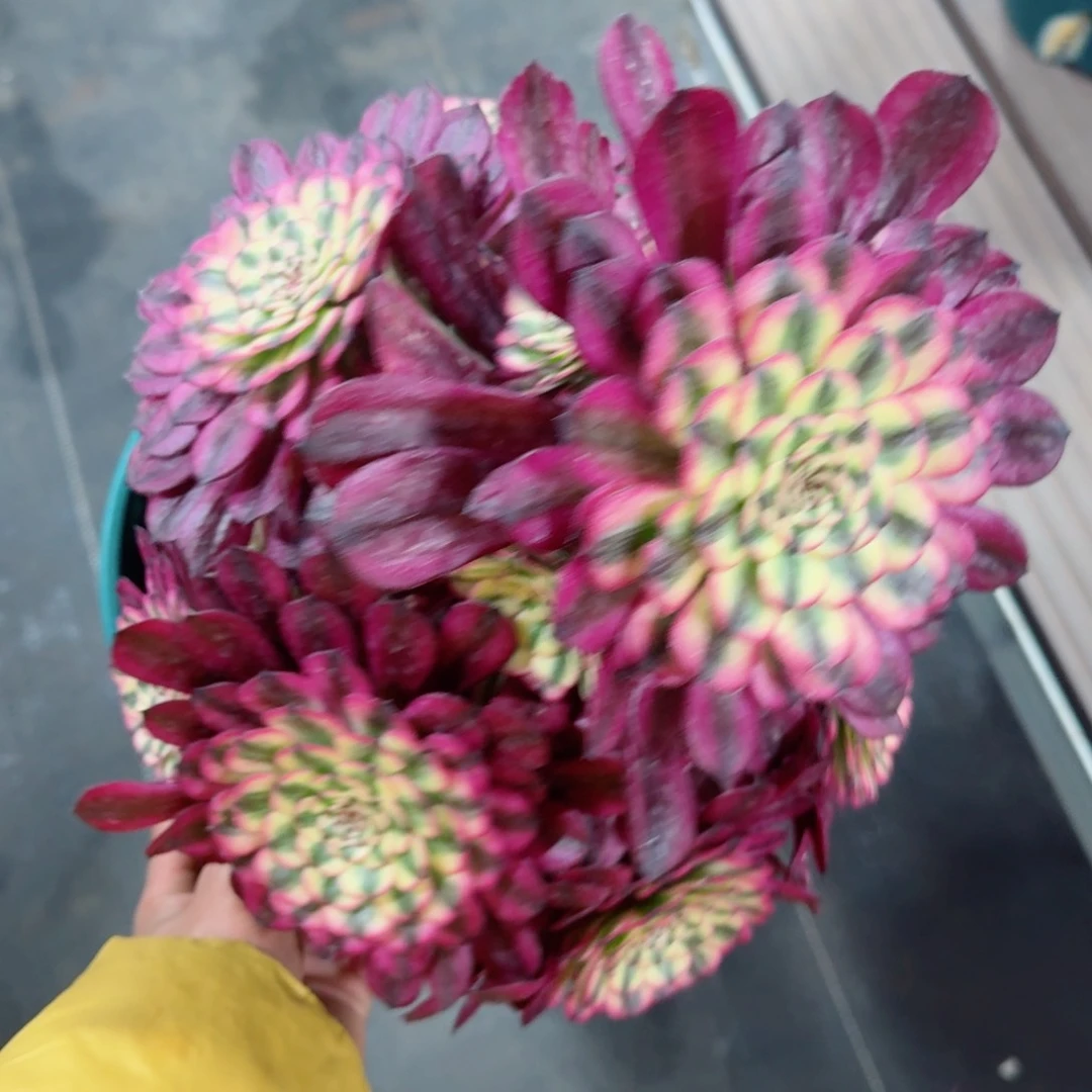 多肉植物发货发货