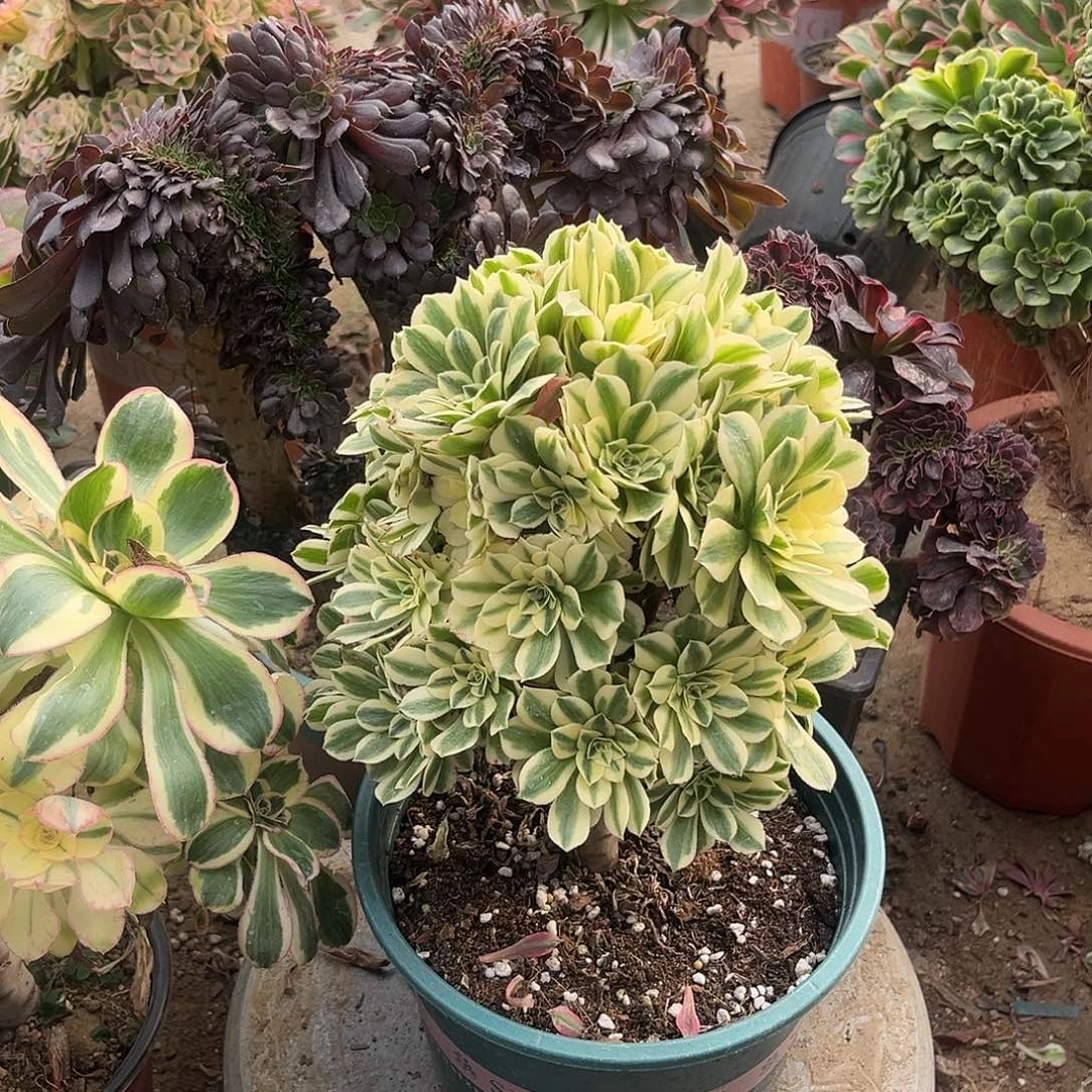 13迈巴赫法师多肉无主头