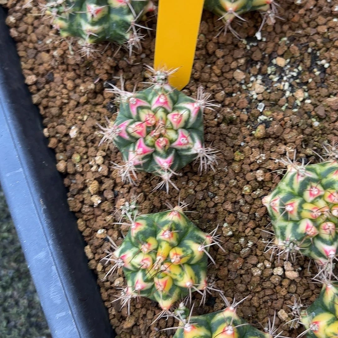 650-0919泰国发货