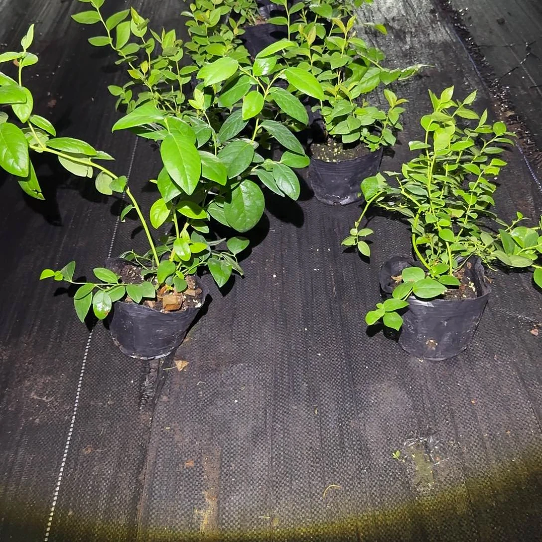 处理小波娱乐为主，苗情差没售后