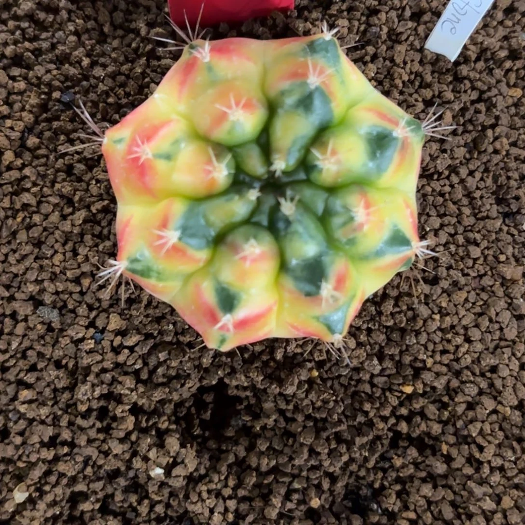 271-1211泰国发货多肉