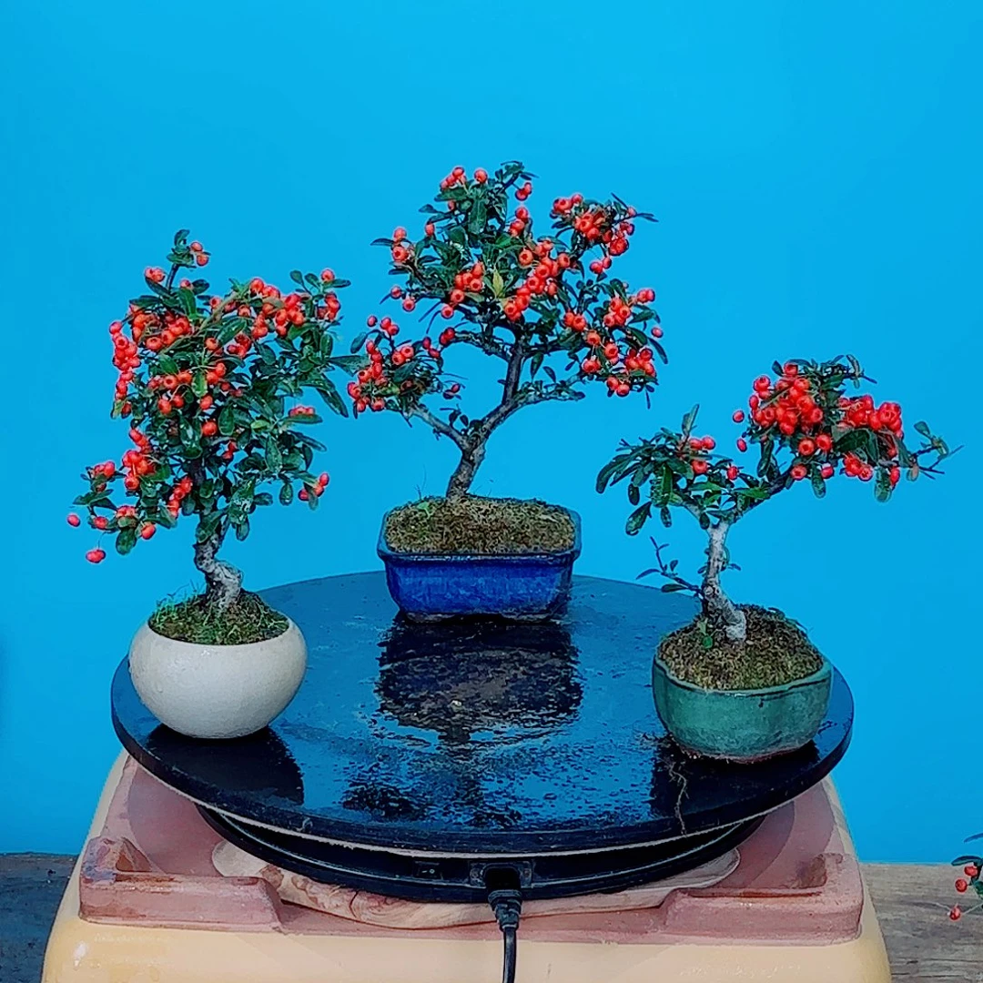 自***由无花朵火棘吉祥果小老桩