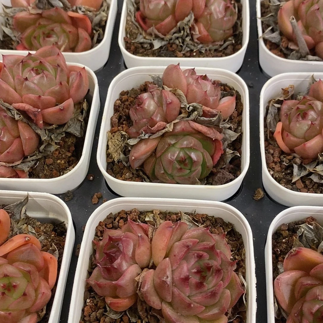 12。双头起皮亚娜珍妮。福利多多