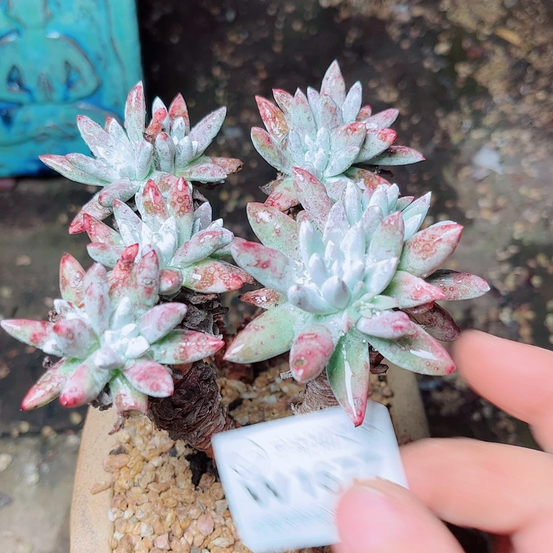 1677海瑟白菊多肉